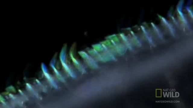 Самые странные животные: Гребневики смотреть онлайн