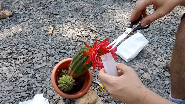 Cactus Jerk S1E186 Flower Video FLYING SAUCER Follow-up Hybrid смотреть онлайн