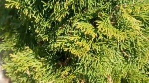 Почему туя внутри желтеет и что делать. Уход за туями
