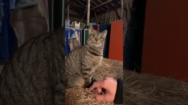 кот сломался смотреть онлайн