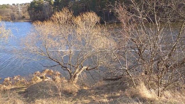 Белая Ива . Полезные свойства .Особенности лечения травами , корой , кореньями .. смотреть онлайн