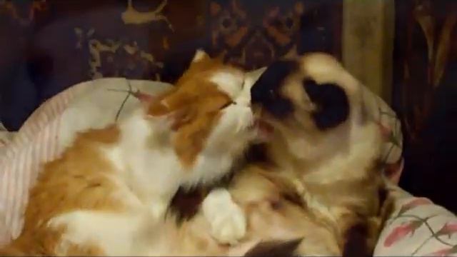 LOVE IS.... Александер Вильгельм от Елены смотреть онлайн
