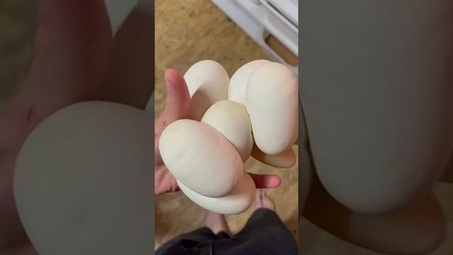 Зачем они кусаются? Укусила чёрная змея!