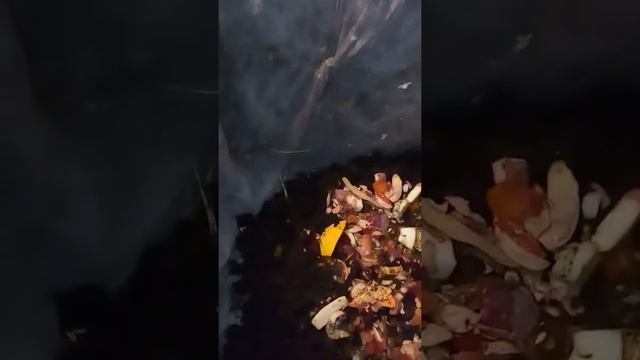 Червь дождевой и навозный 17 сентября 2019 г. Ч.1 смотреть онлайн