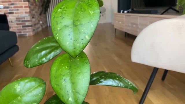 Hoya joy splash немного приболел смотреть онлайн