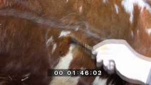 Прокол книжки у коровы. Puncture omasum cow.