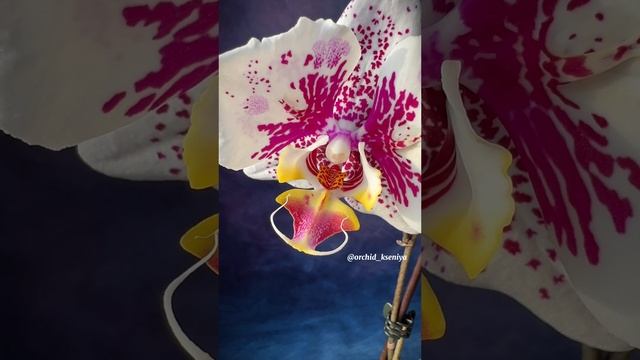 Phal. Anmio Gentleman 🌸Первое домашнее цветение азиатской орхидеи бабочки Анмио Джентльмен от SonYa смотреть онлайн