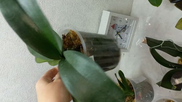 Эксперимент: келпак, рибав экстра, радифарм и аминосил для орхидей. 31.10. 22 1 день. смотреть онлайн