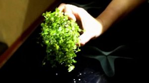 Гидрокотила трипартита на Вабикусе.