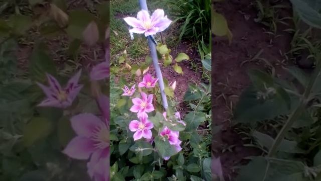 Клематис Пиилу популярный многолетник смотреть онлайн