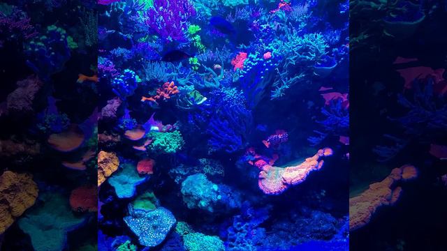 600 Gallon Coral Reef Tank Featured In Reef Hobbyist Magazine.  Equipment/Parameters In Description