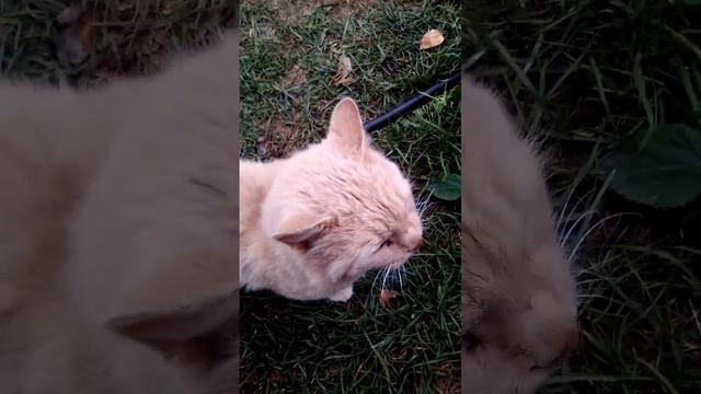 Это бродячие смешные животные смотреть онлайн