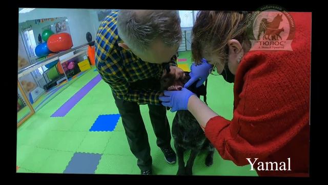 200606 племенной смотр 008 2020 дратхаар Ямал смотреть онлайн