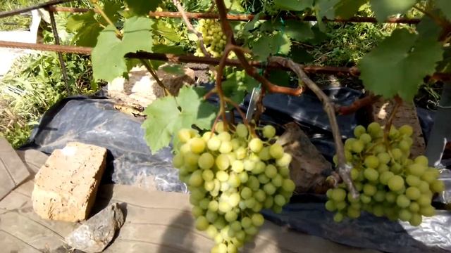 виноград памяти Шатилова и Р 65 08 06 2017 смотреть онлайн