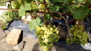 виноград памяти Шатилова и Р 65 08 06 2017