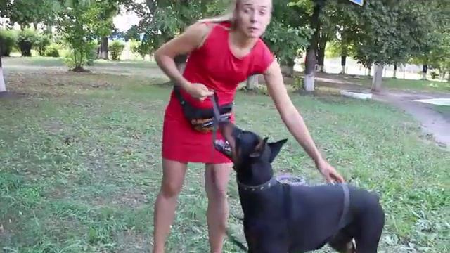 Как поставить взрослую собаку в стойку? Варианты стойки для добермана. Пример на необученной собаке смотреть онлайн