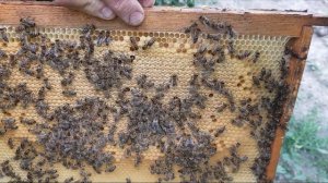 Как Развивается Пчелопакет и Пчелы Привезённые с Узбекистана