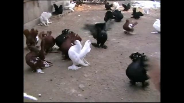СТАТНЫЕ ГОЛУБИ. смотреть онлайн