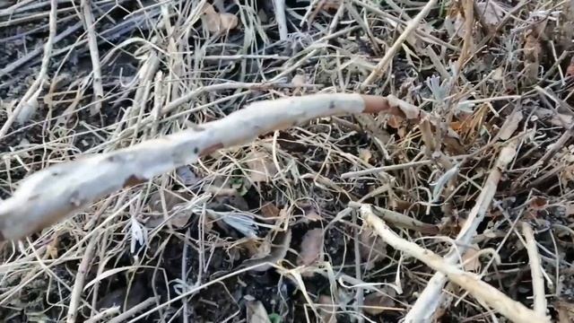 Сильная обрезка лаванды. Санитарно-омолаживающая обрезка куста лаванды весной. смотреть онлайн