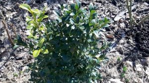 Как ухаживать за самшитом. Обрезка самшита и лапчатки.