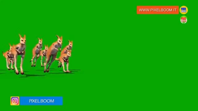 Green Screen Kangaroo Jumping Eat 3D Animation PixelBoom смотреть онлайн