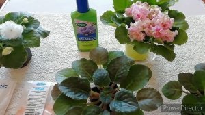 Важно знать❗ ПОДКОРМКА Фиалок Для Цветения.//?И мои ЦВЕТУЩИЕ красавицы ФИАЛКИ с названием сортов ?