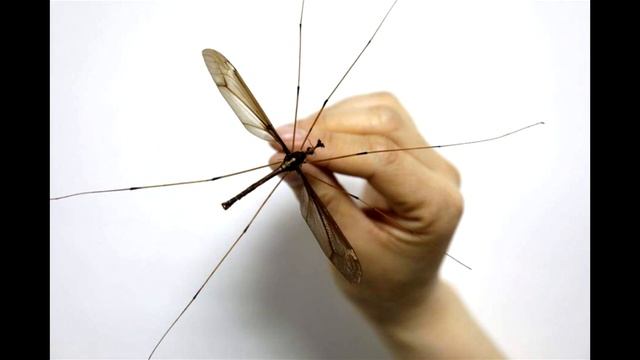 Смешные Моменты с Животными