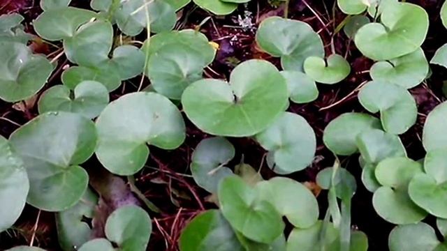 Копытень европейский смотреть онлайн