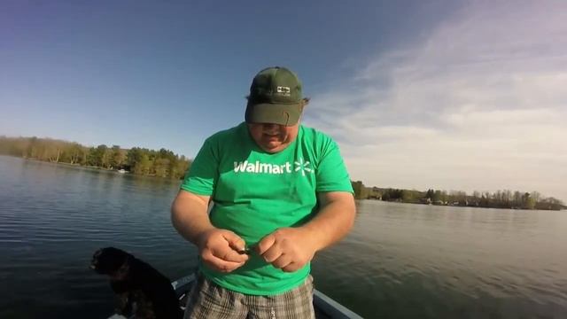 Couple of Pickerel with Berkley Gulp minnow смотреть онлайн