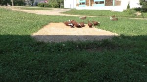 Красные белохвостые голуби 2023 08 18