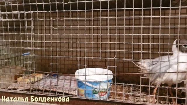 Новички пожаловали//Перестройка в птичнике//Хозяйство смотреть онлайн