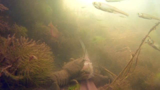 Реакция раков на КУСОК МИНТАЯ! Подводная съемка смотреть онлайн