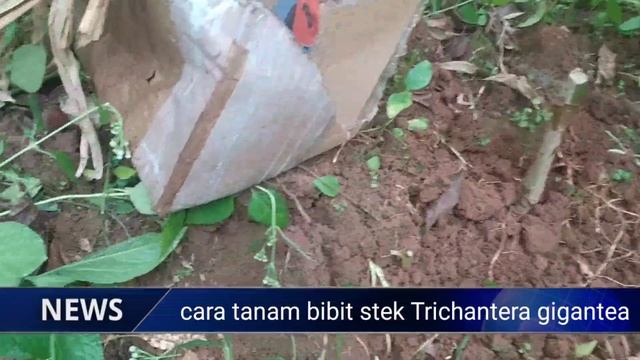 Rivew Bibit stek Trichantera gigantea Hijauan Pakan Ternak Unggul смотреть онлайн