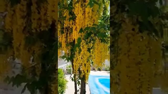 LABURNUM ANAGYROIDES COMO CUIDAR смотреть онлайн