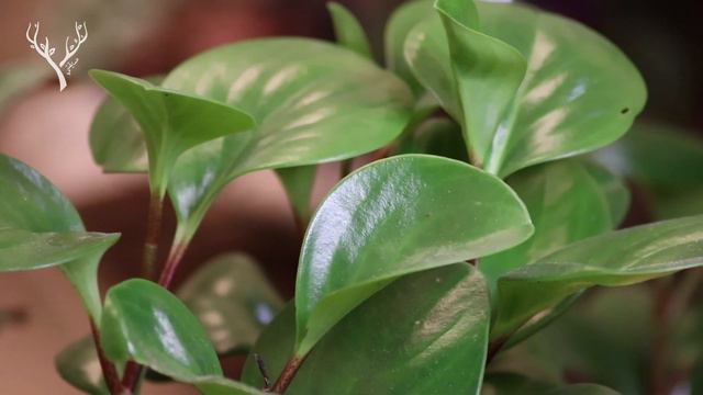 How to make a Terrarium? الحلقة - 7 - من "حديقتي": كيف تصنع حديقة زجاجيّة، خطوةً بخطوة смотреть онлайн