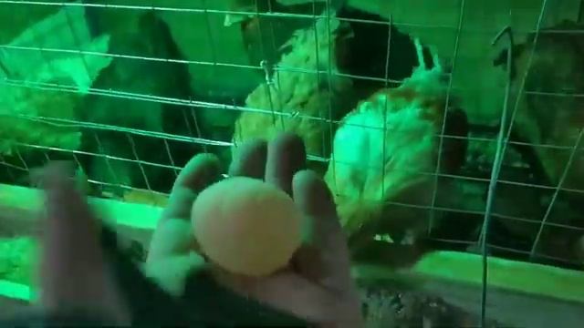 100 несушек как бизнес выгодно или нет #2 доросли до первых яиц смотреть онлайн