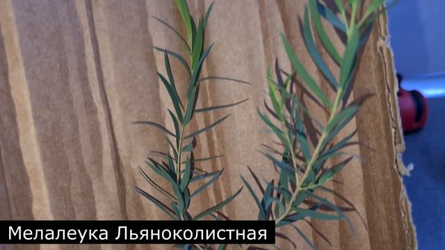 Наконец то получила свои долгожданные цветы ч. 1 смотреть онлайн