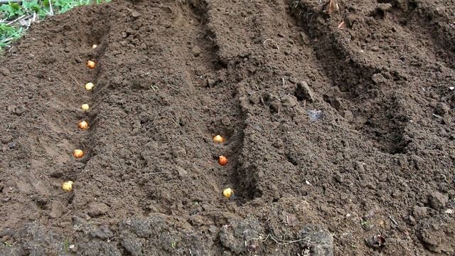 Несколько полезных советов, или ответы на вопросы садоводов смотреть онлайн