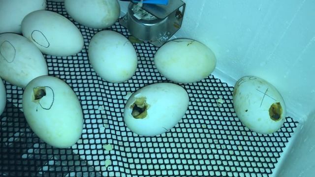 Результаты гусиного тотализатора! Вылупление гусят в инкубаторе. Сельская жизнь смотреть онлайн