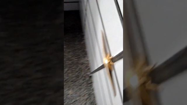 большой мотылек. ヤママユ- yamamayu. #мотылек #moth #насекомое #nature #приколы смотреть онлайн