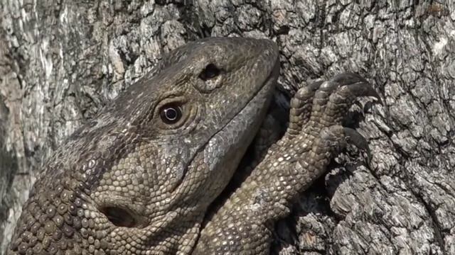 Rock Monitor. WildEarth. 18 December 2019 смотреть онлайн