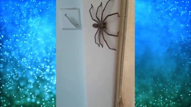 Гигантский ПАУК несёт мертвую мышь! Такое может быть только в Австралии!