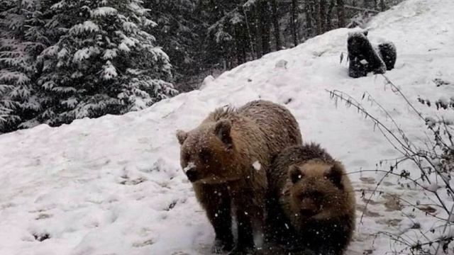 В Рязанской области медведи впали в спячку смотреть онлайн