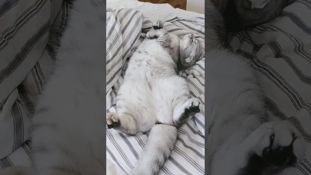 почему кот дергается во сне #котики #cats #милота #шерри #познавательное #почему смотреть онлайн