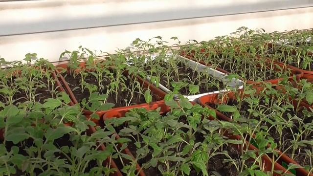 Как проводить закаливание рассады? И зачем? Ольга Чернова. смотреть онлайн