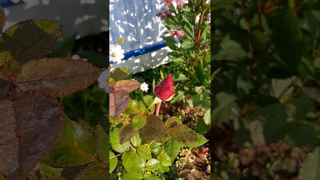 Розы ,купленные в середине июля на Озон.Жду,когда же бутон расцветет. смотреть онлайн