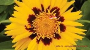 Кореопсис обыкновенная Санфайр ? кореопсис Санфайр обзор: как сажать семена кореопсиса Санфайр