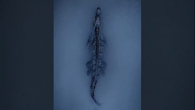 ?Что это? #Shorts