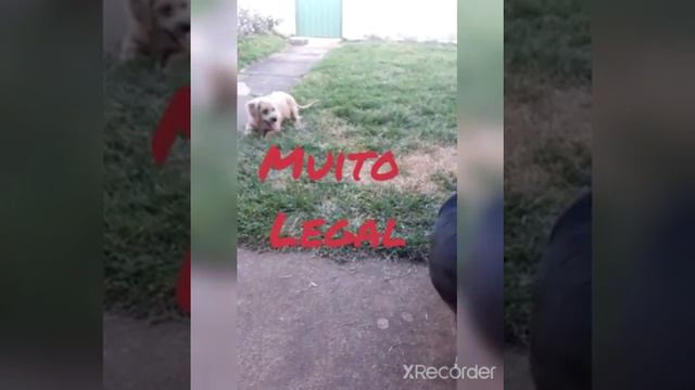 tchau bob смотреть онлайн