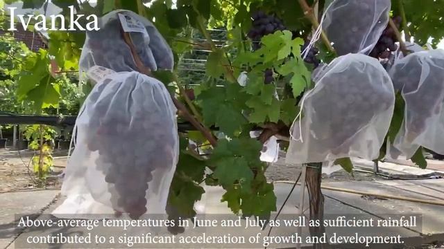 The table grapes harvest season 2021 смотреть онлайн